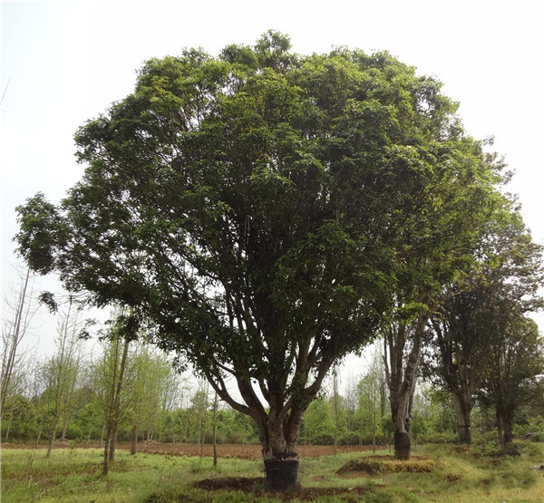 基地桂花樹價(jià)格表，成都桂花樹價(jià)格