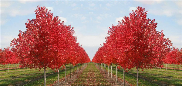 三季紅紅楓的栽培養(yǎng)護技巧
