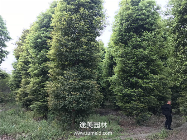 金絲楠木和普通楨楠有什么區別？
